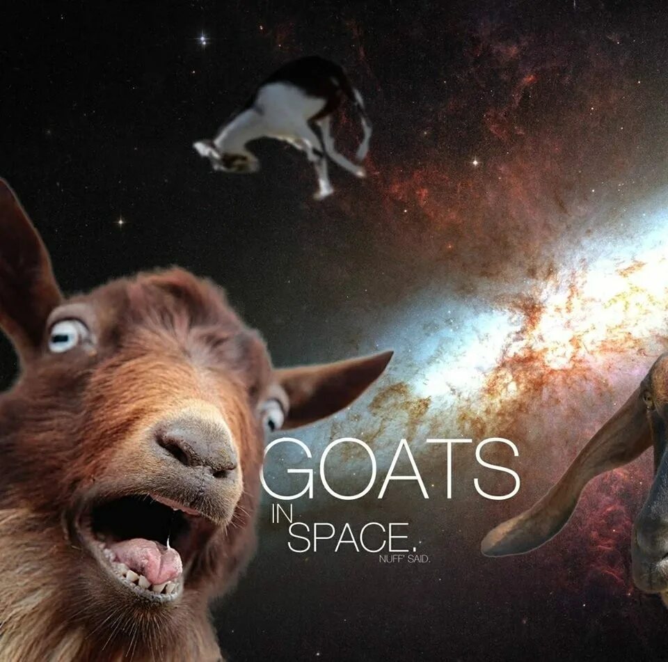 Космическая коза. Овца в космосе. Козлик в космосе. В небо коза. Space goat