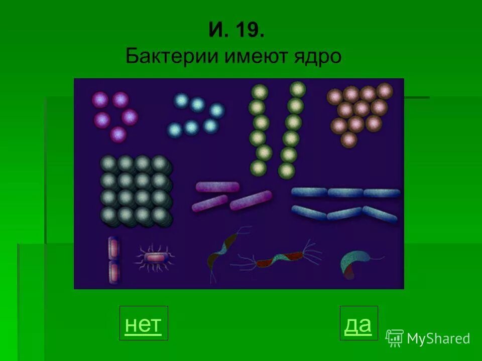 клетка бактерии.