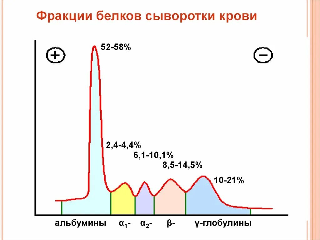 Фракции глобулинов. Белковые фракции методом электрофореза. Белковые фракции крови биохимия. Фракции белков сыворотки крови. Изменение соотношения белковых фракций сыворотки крови.