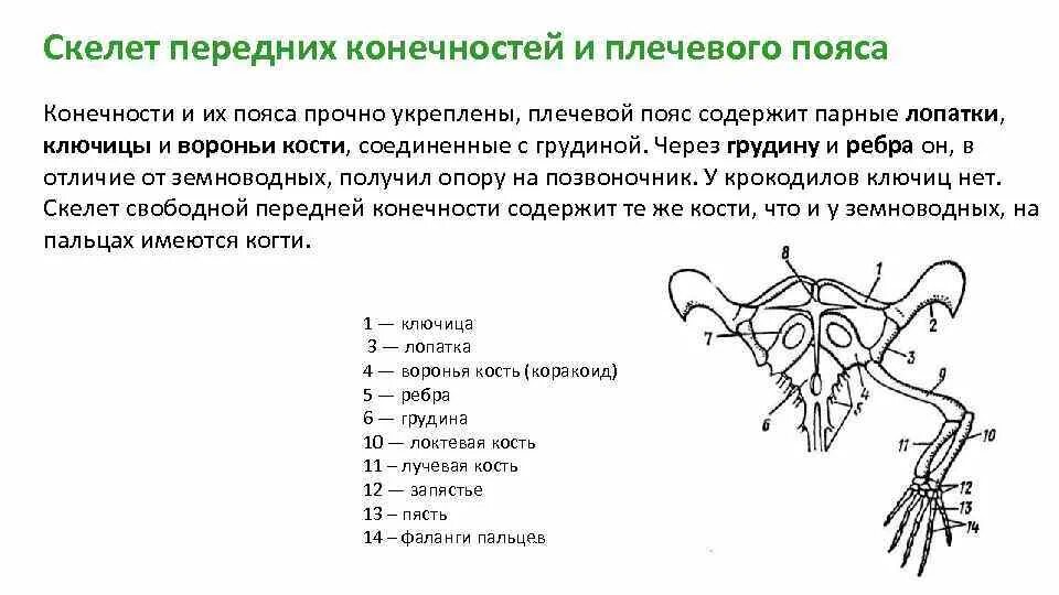 Конечности пресмыкающих. Пояс передних конечностей пресмыкающихся. Пресмыкающиеся скелет пояса передних конечностей. Скелет пояса передних конечностей у пресмыкающихся. Скелет пояса верхних конечностей у пресмыкающихся.