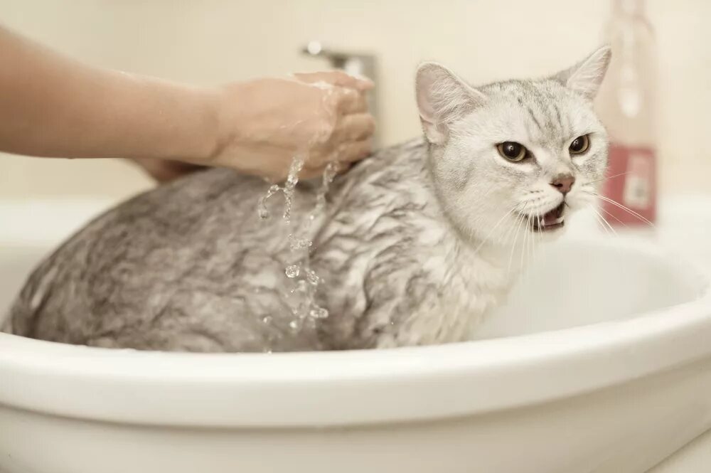 После мытья кошки. Купание кошки. Мытье кошки. Кошка моется. Помытый кот.