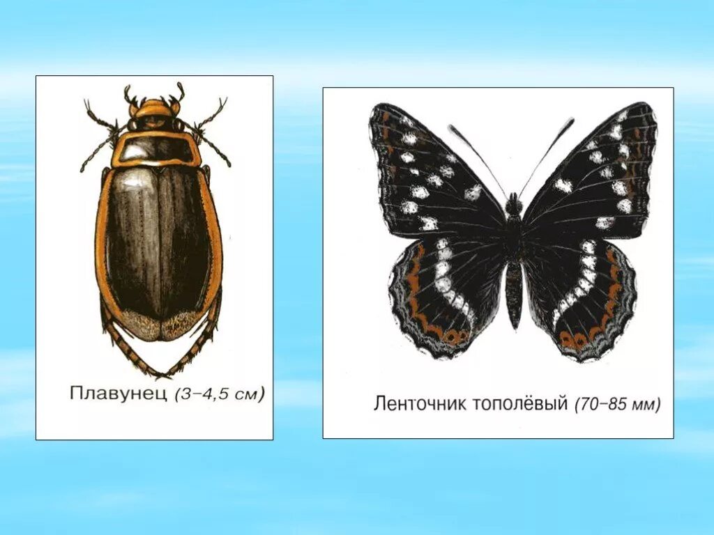 Сходство жука и бабочки. Окружающий мир: жуки. Жуки окружающий мир 1 класс. Бабочки 1 класс окружающий мир.