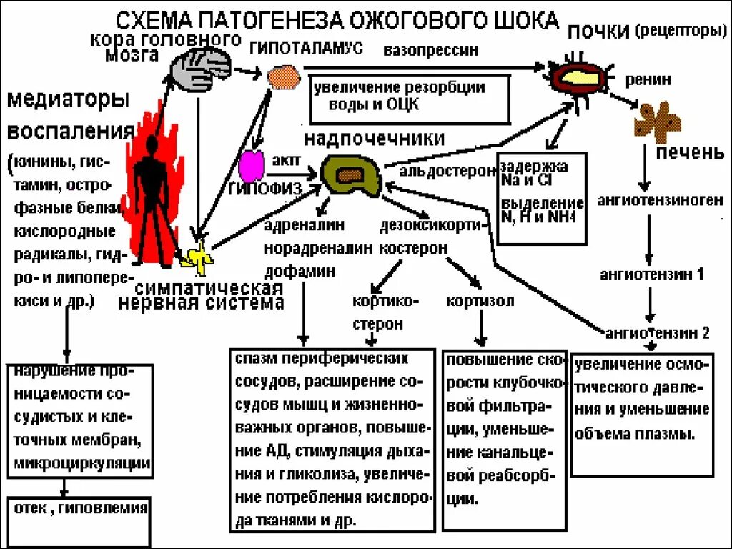 Механизм анафилактического шока схема. Патогенез ожоговой болезни. Патогенез ожоговой болезни патофизиология. Патогенез ожогового шока схема. Анафилактический шок патогенез