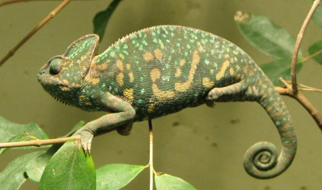 Самка хамелеона. Chamaeleo calyptratus. Йеменский хамелеон. Йеменский хамелеон самка и самец. Розовый хамелеон.