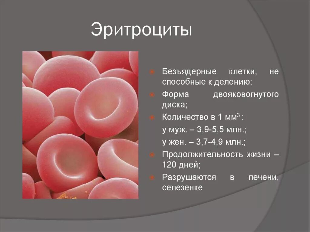 Кровяные клетки эритроциты. Эритроциты 4.89. Эритроциты 2++. Эхиноциты эритроциты.