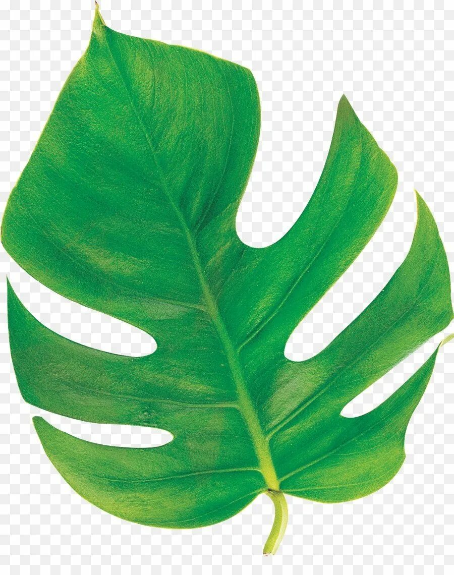 Monstera Leaf. Листья растений. Красивые листочки. Зеленые листочки. Листочки зеленого цвета