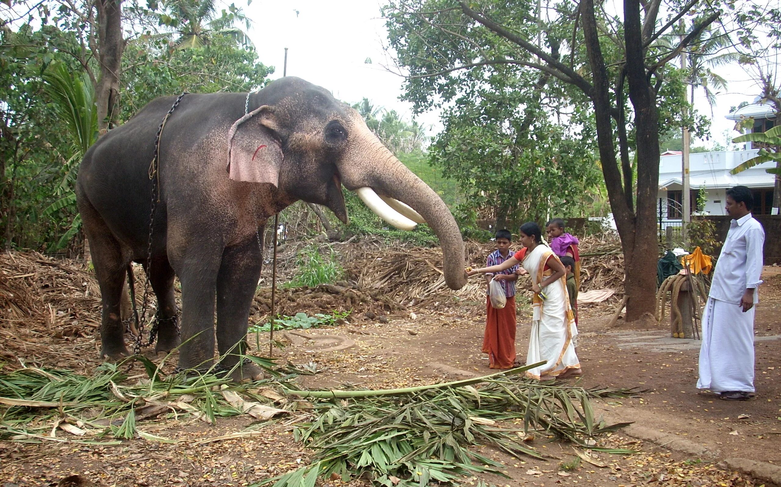 Течикоттукаву Рамачандран. Индийский слон Керала. Индийский слон и человек.