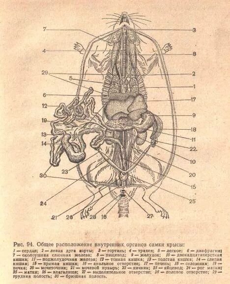 Топография внутренних органов крысы. Анатомия крысы внутреннее строение. Пищеварительная система морской свинки анатомия. Крысы строение тела самца. Серая крыса строение