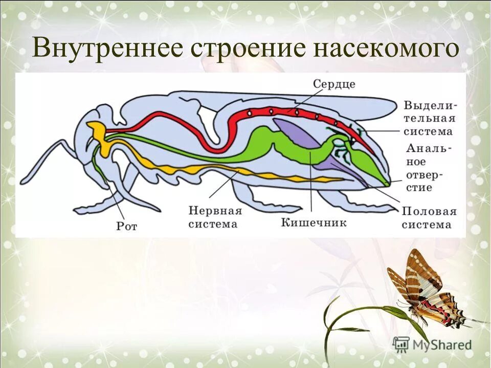 Какие системы у насекомых. Система органов насекомых 7 класс биология. Внешнее и внутреннее строение насекомого биология 7 класс. Внутреннее строение насекомых 7 класс биология. Внуирстроение насекомых.