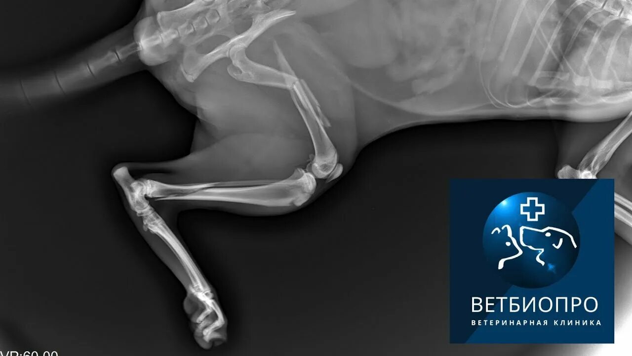 Ветбиопро. Ветбиопро икша. Ветбиопро икша. Ветбиопро ветклиника икша. Ветбиопро икша.