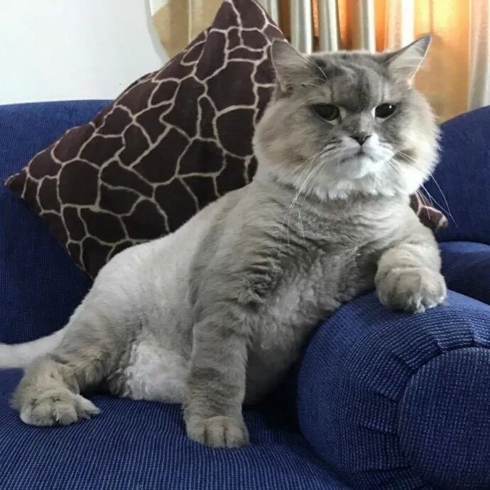 Bone bone cat