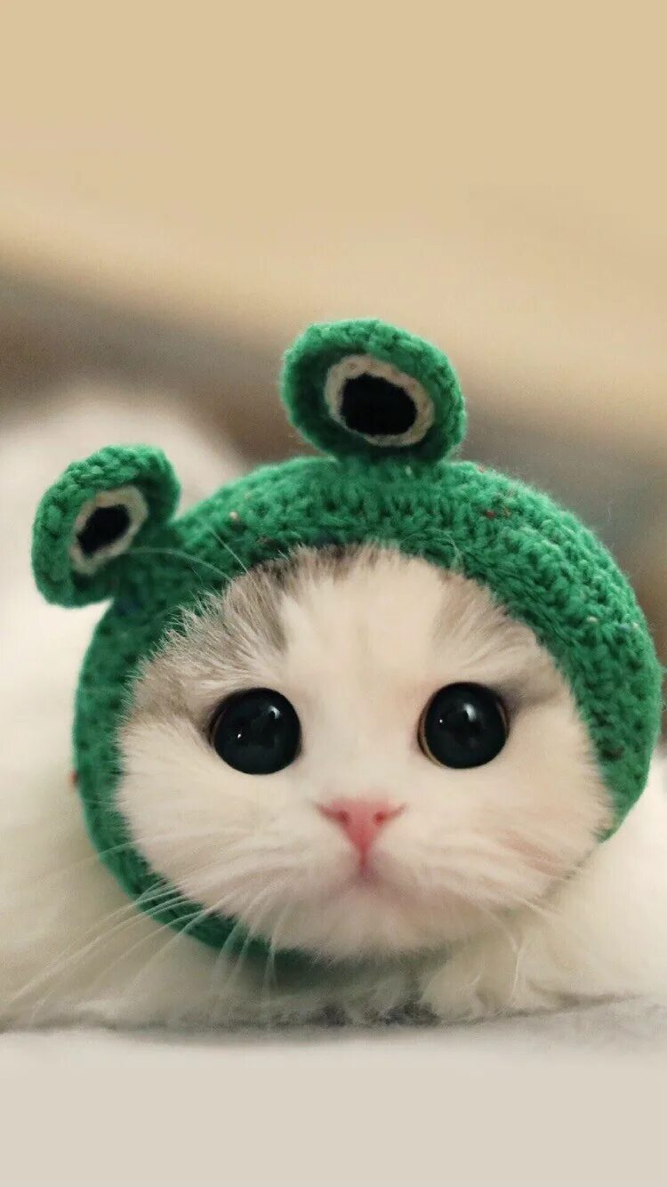 Вацап милые. Милые котики в шапках. Милый котик в шапке. Милый котенок в шапочке. Котик в костюме лягушки.