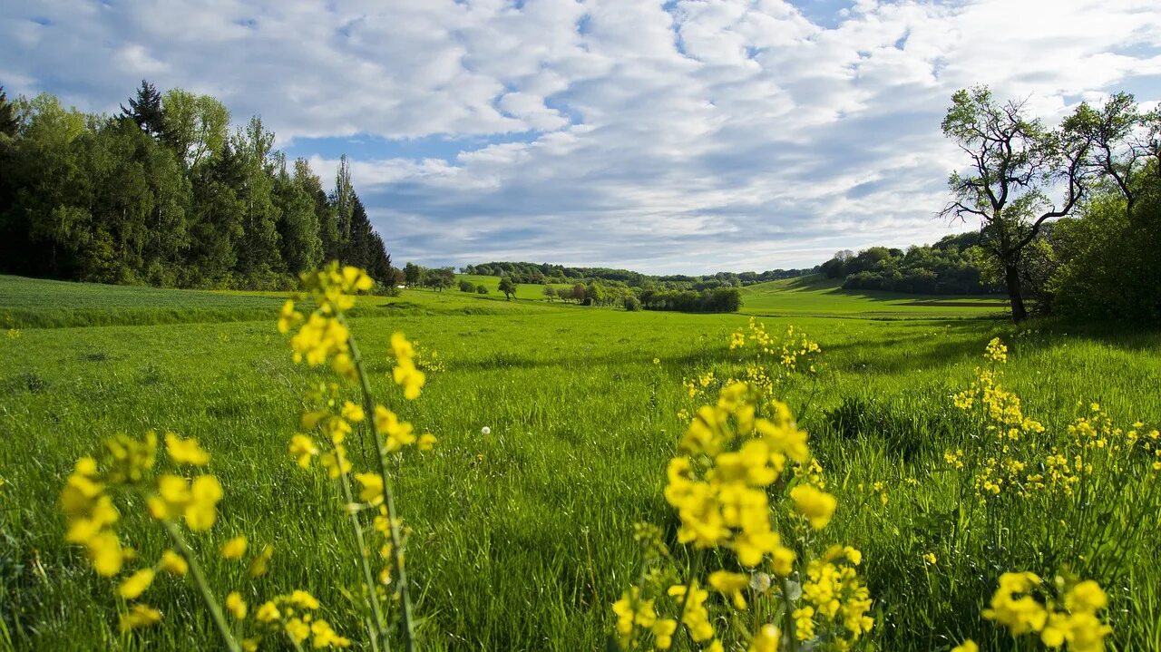 Природа поле. Луги мои луги луги зеленые. Луг. Луг весной. Луги мои луги луги зеленые.