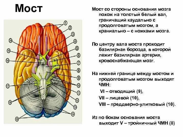 Черепные нервы моста. Ядра черепно мозговых нервов моста. Ядра каких черепных нервов находятся в мосту. Ядра черепно мозговых нервов продолговатого мозга. Мост продолговатый мозг Черепные нервы.