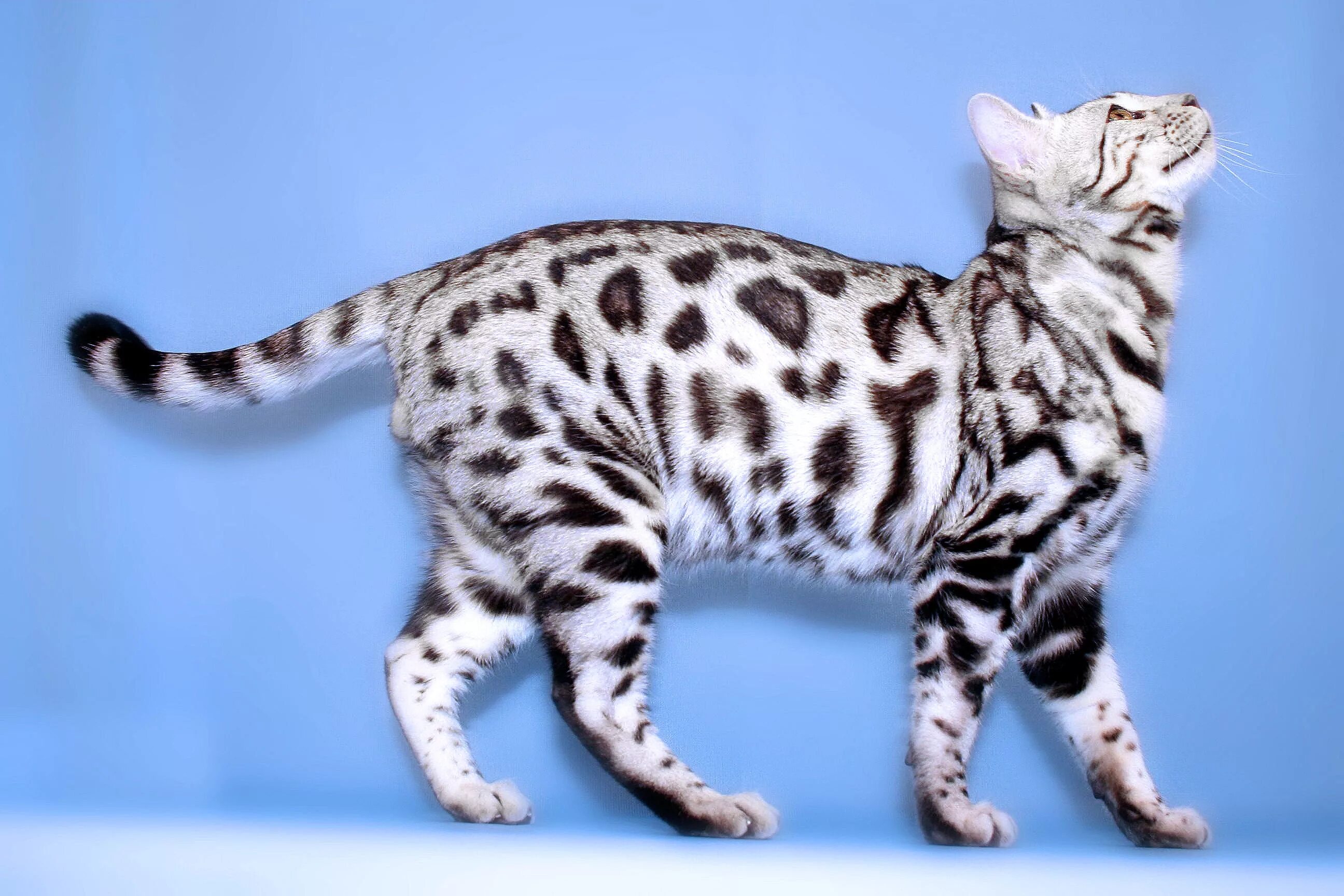 Коты бенгалы фото цена 15 Fascinating Facts About Bengal Cats Bengal cat, Cat breeds, Kittens cutest