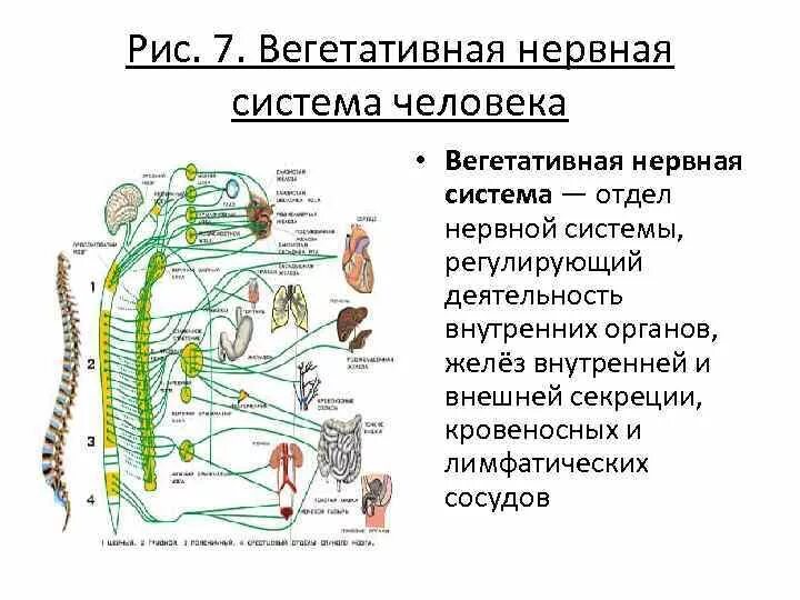 Вегетативный аппарат