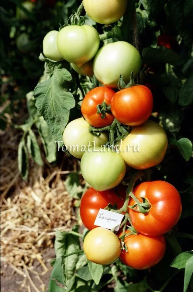 Семена томат Примадонна f1. Семена томат Прима Донна f1. Томат Примадонна Биотехника.