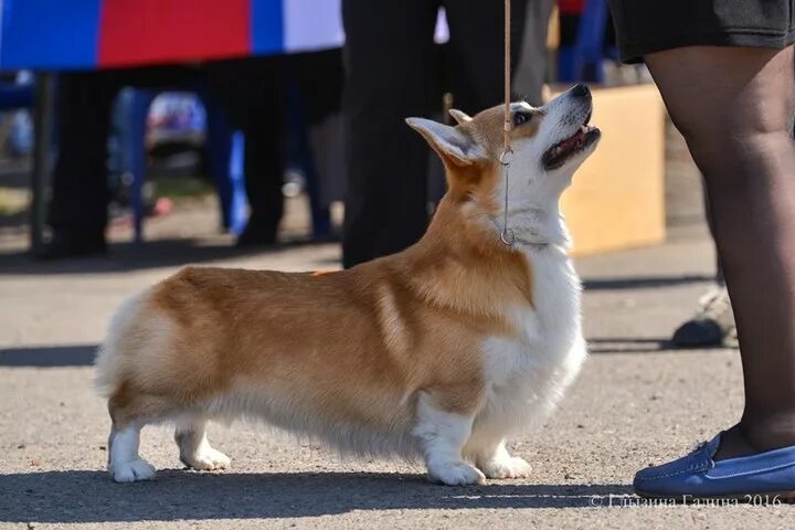 Сколько весит взрослый корги. Вельш корги пемброк Размеры. Вельш корги пемброк габариты. Максборд Турин пемброк. Вельш корги Размеры.