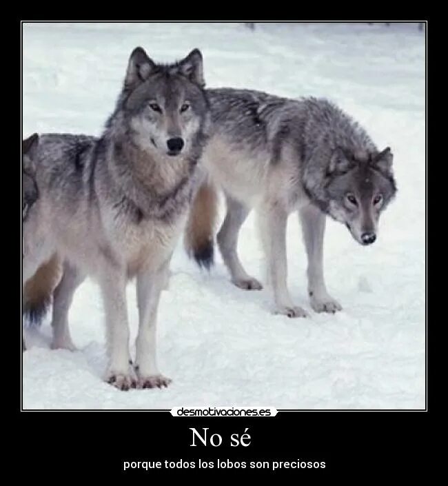 Волк. Волк и волчица отличия. Два волка. Отличие волка от волчицы.