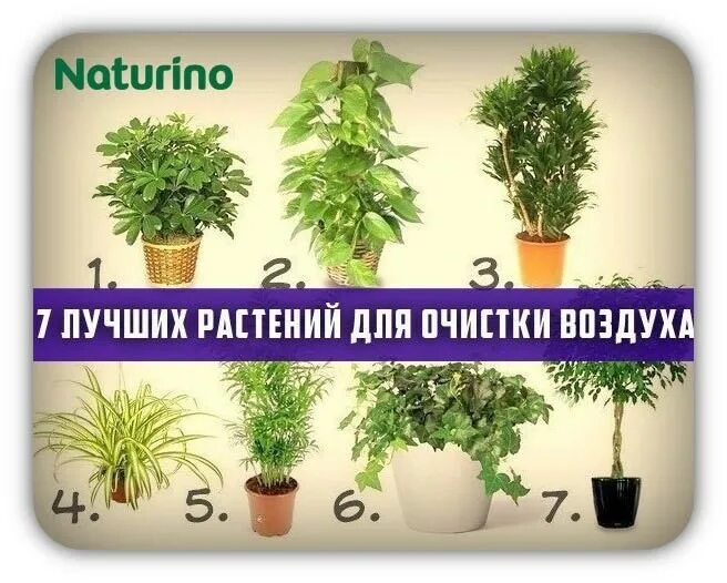 Название домашних растений. Лучшие растения очищающие воздух. Комнатные растения фикус хлорофитум. Растения которые хорошо очищают воздух в помещении. Цветы для очищения воздуха в квартире.