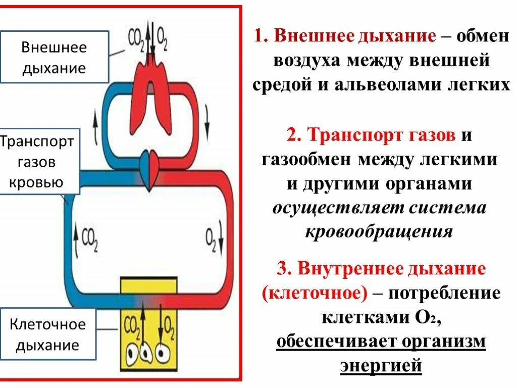 Этапы процесса дыхания схема. Дыхание внешнее и внутреннее схема. Процесс дыхания (этапы процесса дыхания).. Схема этапов процесса дыхания 3 фазы дыхания.