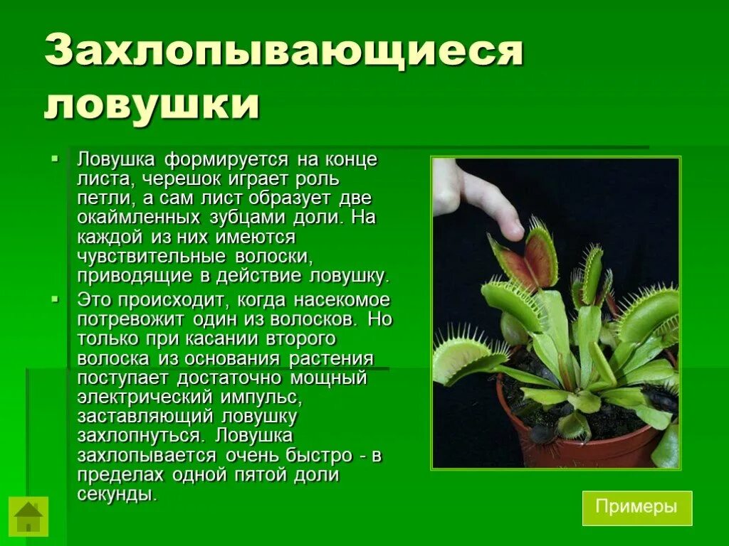 Хищные растения биология 6 класс. Сообщение на тему Хищные растения. Доклад на тему растения хищники. Хищные растения презентация.