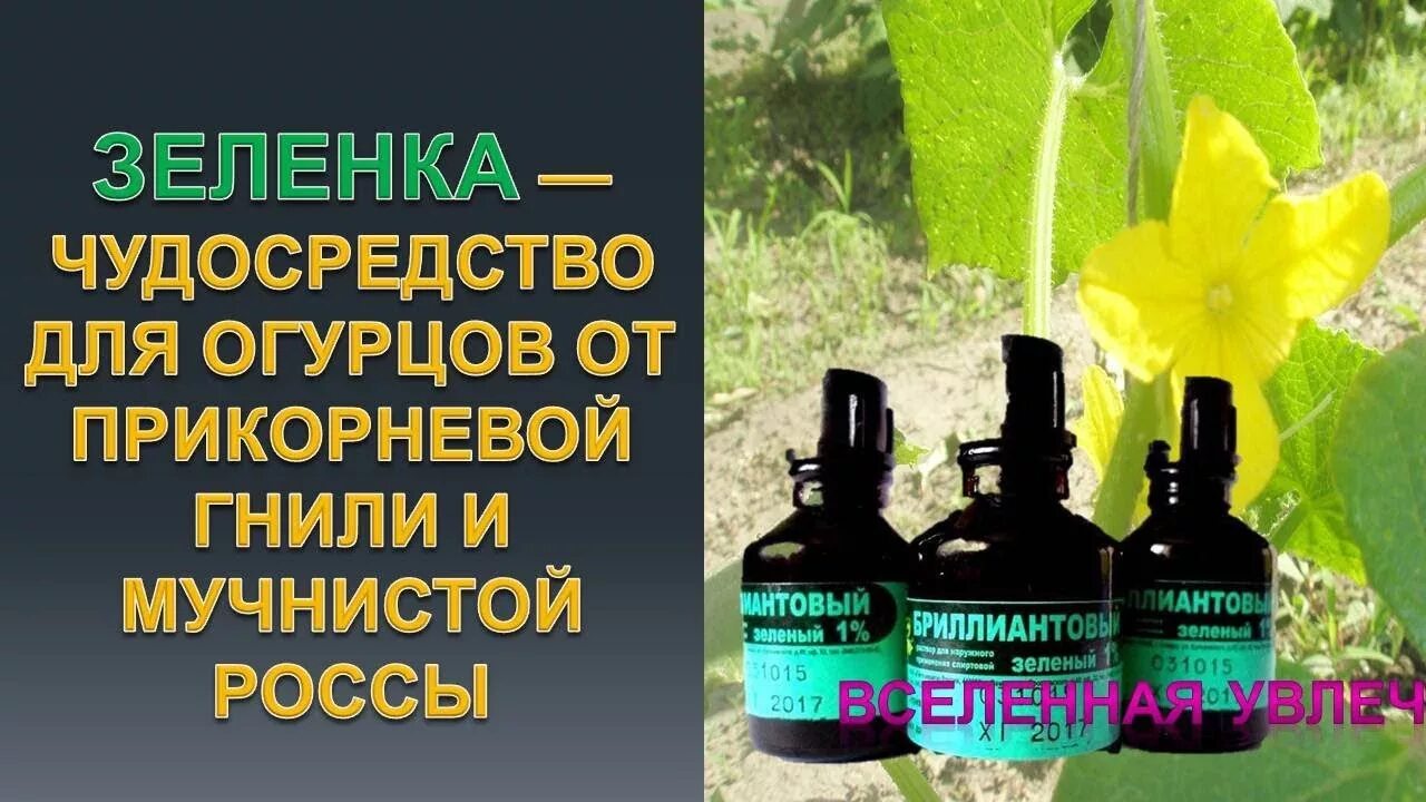 Можно огурцы обработать зеленкой. Зеленка для огурцов. бриллиантовая зелень для огурцов. препарат для обработки огурцов от мучнистой росы. обработка огурцов зеленкой.