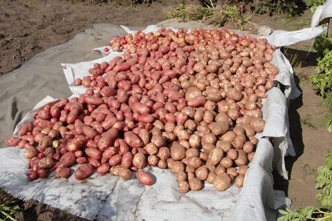 Мальково картофель