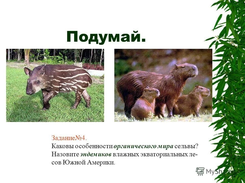 влажные экваториальные леса. гвианская селенидера. животный мир экваториальных лесов африки. ошейниковый ленивец. Rhinoceros hornbill.