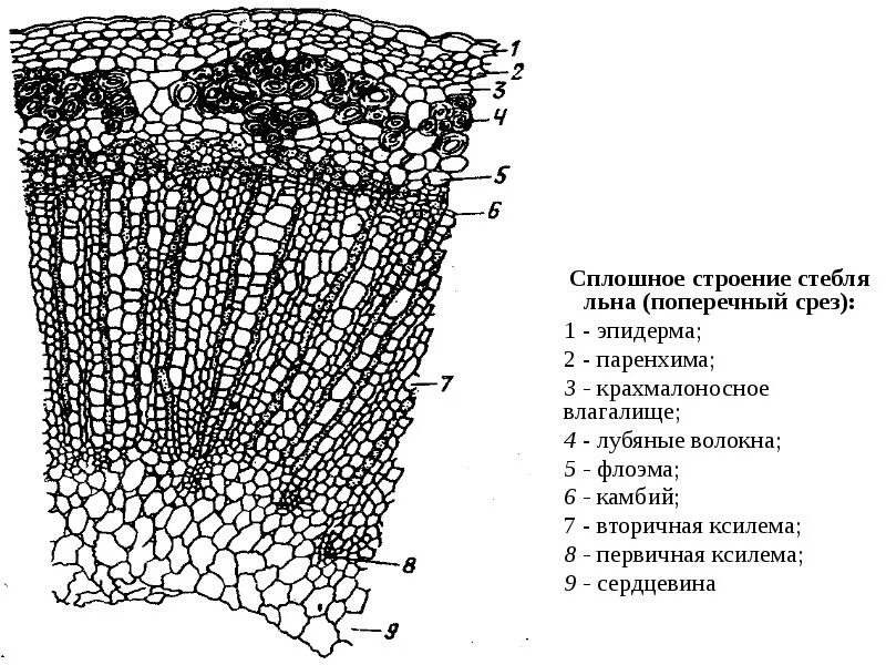 Какая ткань стебля содержит лубяные волокна. Поперечный срез стебля льна. лубяные волокна срезов стебля льна. поперечный срез стебля конопли. непучковое строение стебля льна.