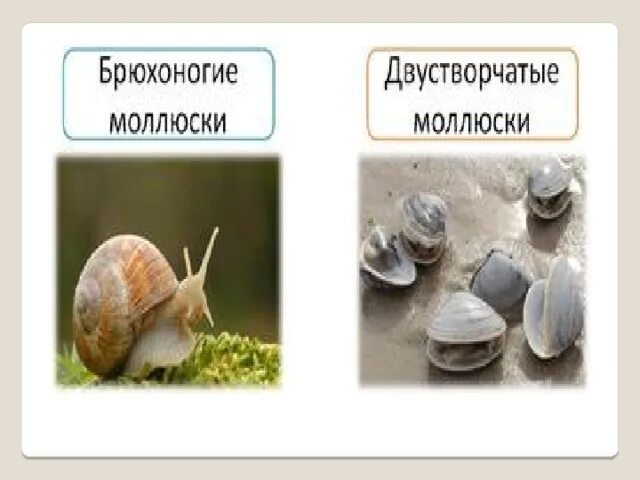 Таблица по биологии 8 класс брюхоногие Признаки брюхоногих таблица