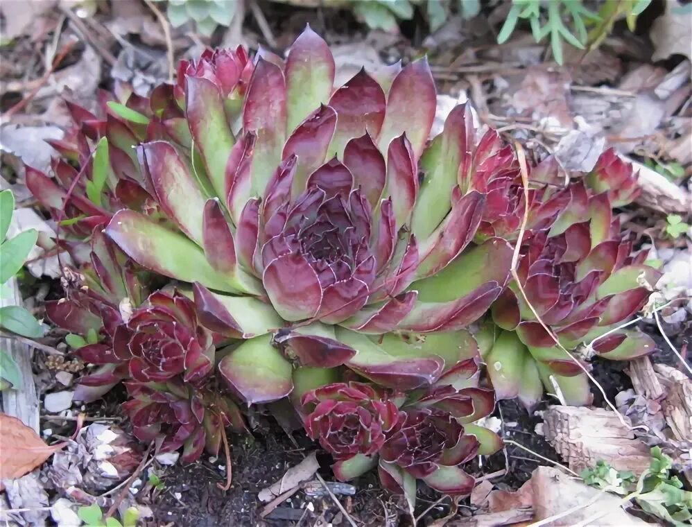 Молодило зимует. Молодило бронко. sempervivum. молодило красное. молодило в открытом грунте на урале.