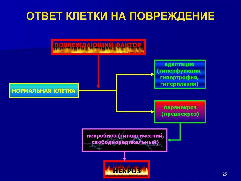 Повреждение клеточных структур это