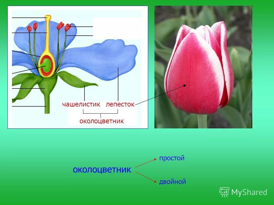 Установите последовательность соподчинения цветок околоцветник генеративные органы