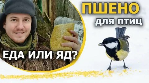 Пшено можно птицам в кормушку зимой