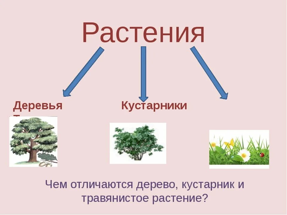 Как отличить куст. Кустарники и травы. Деревья кустарники травы. Группы растений деревья кустарники и травы. Деревья кустарники травы 2 класс окружающий мир.