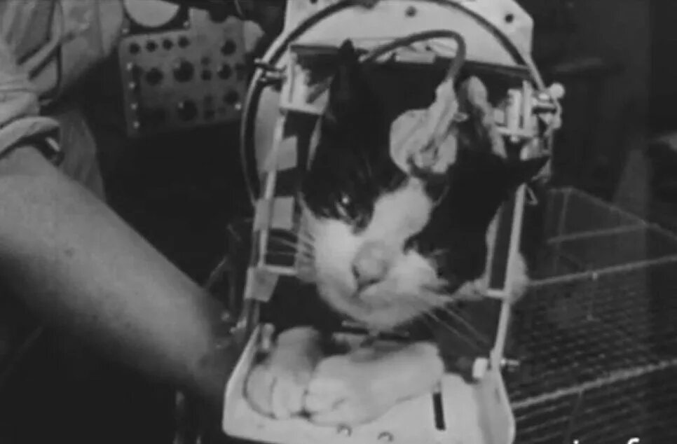 Кошка полетевшая в космос. Первая кошка в космосе Фелисетт. Фелисити кошка космонавт.