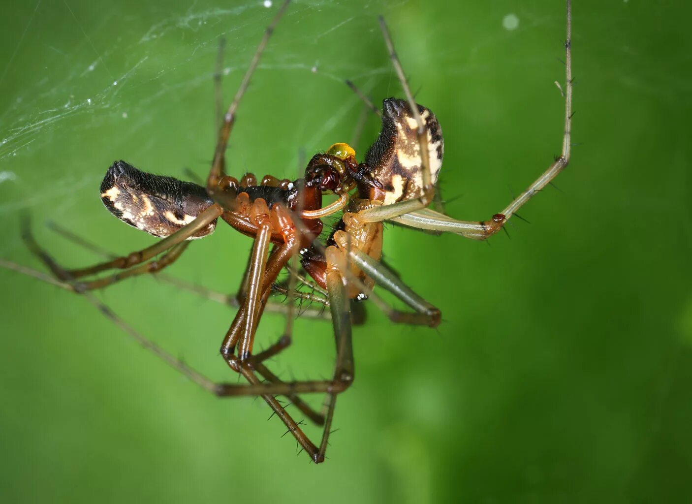 Как спариваются пауки. Пауки спариваются. Пауки спариваются. Самка паука птицееда. Самка паука птицееда.