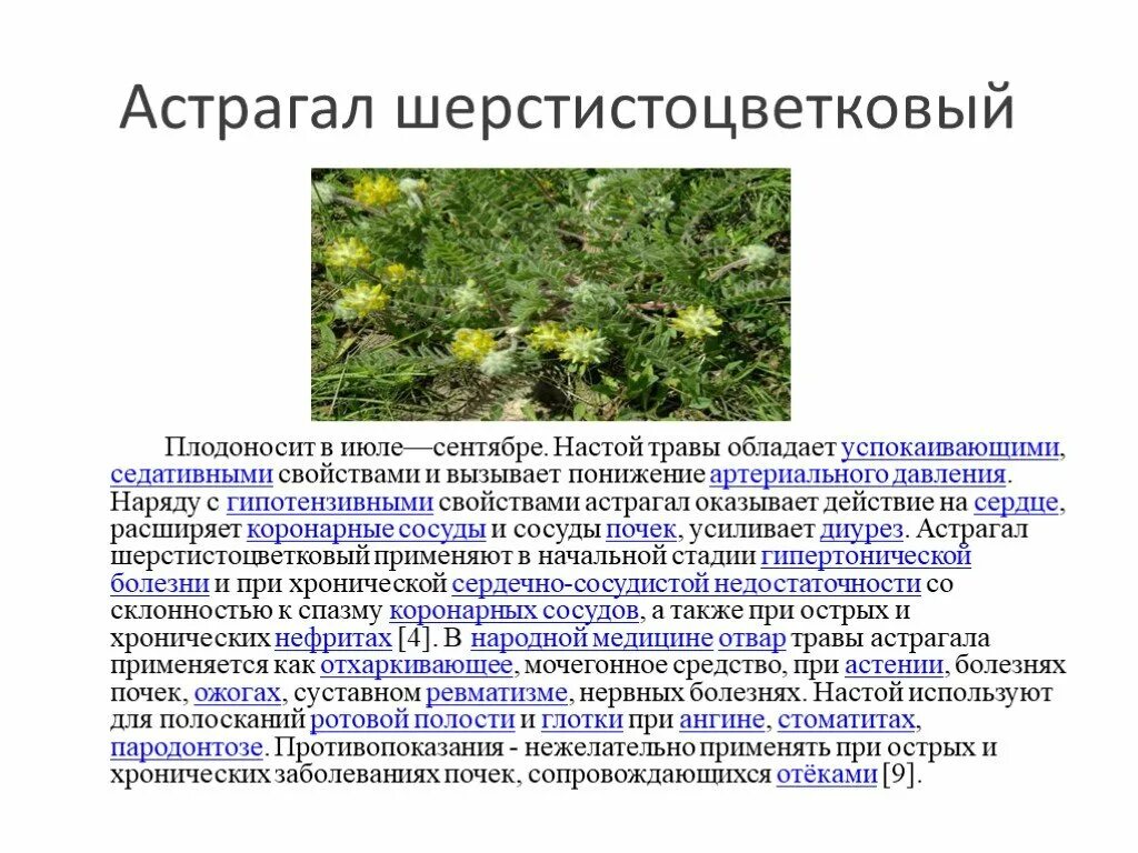 Какими свойствами обладает трава. Трава астрагал шерстистоцветковый. Астрагал шерстистоцветковый красная книга. Лекарственные растения Ставрополья. Травы обладающие седативным эффектом.