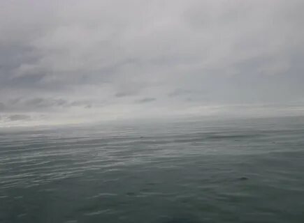 У самого серого моря