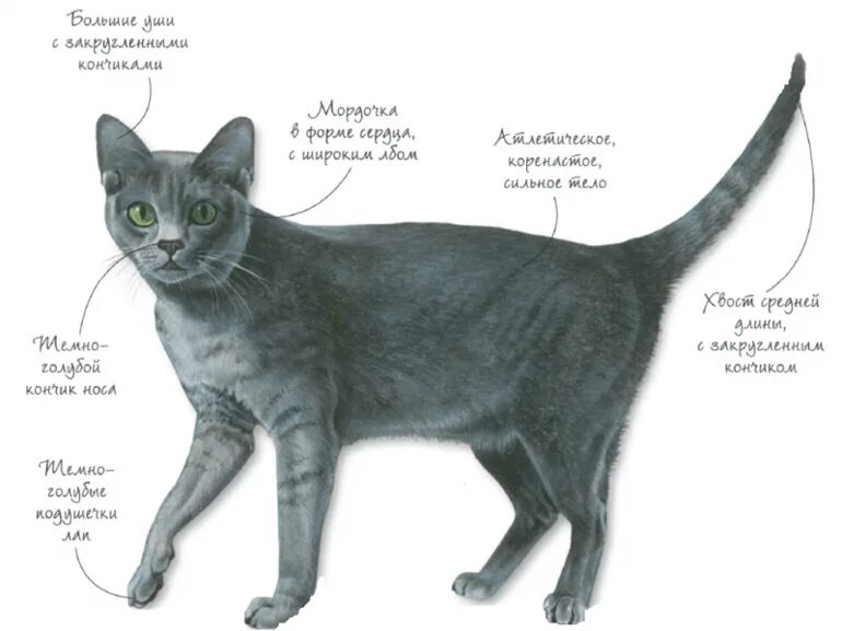 Породы кошек картинки. Название кошек. Внешний вид кошки. Породы кошек с названиями.