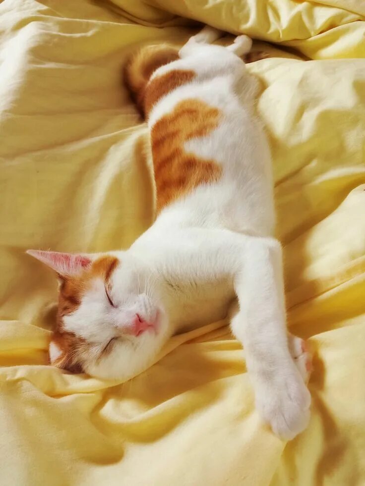 Котик лежит. Кошки расслабляются. Сонный котик. Расслабленная кошка. Спящий кот.
