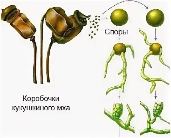 Коробочка спор