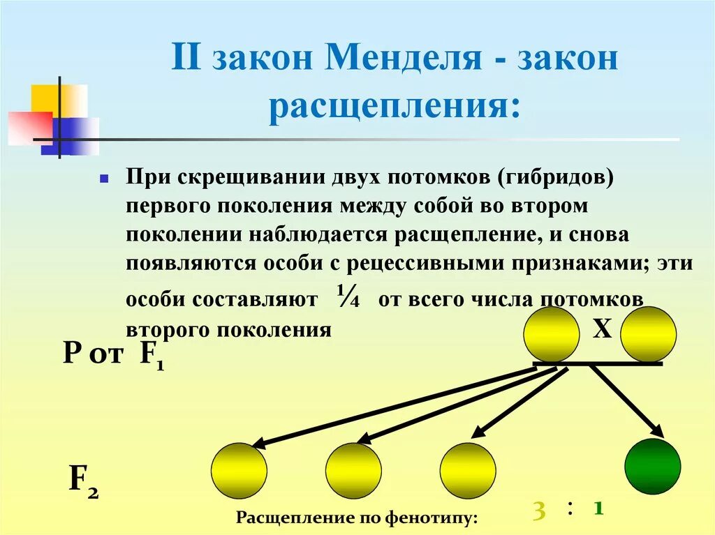 Закон расщепления Менделя. 2 Закон Менделя закон расщепления. Второй закон Менделя закон единообразия гибридов первого поколения. Второй закон Менделя правило расщепления гибридов f2. Мендель второе поколение гибридов