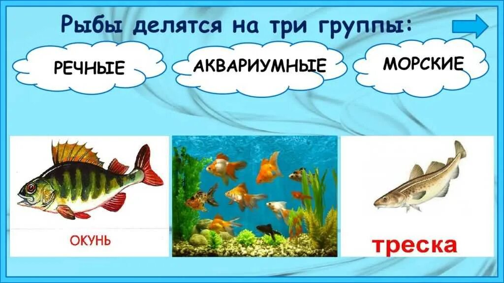 Рыбы для дошкольников. Рыбы слайд. Доклад про рыб. Опасней всех она в реке хитра прожорлива сильна. Обитатели пресноводных водоемов для дошкольников.