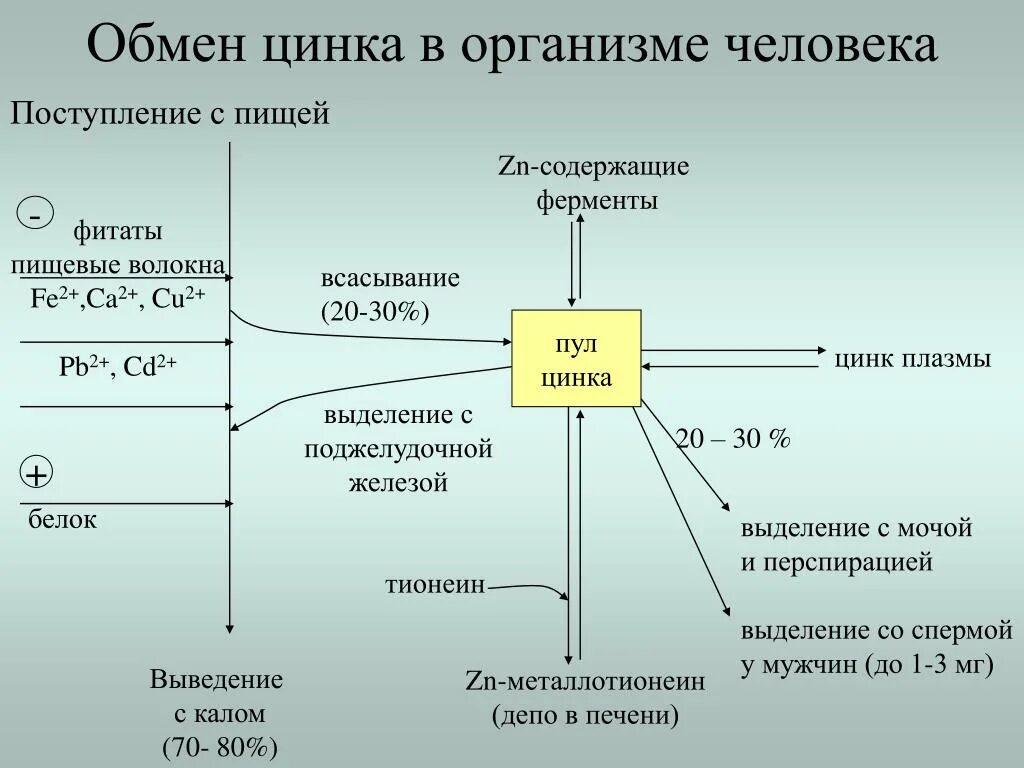Физиологические функции железа