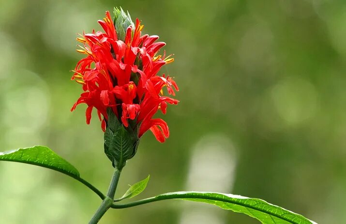 Пахистахис красный. Цветок Пахистахис красный. Пахистахис лат Pachystachys. Пахистахис семейство Акантовые.