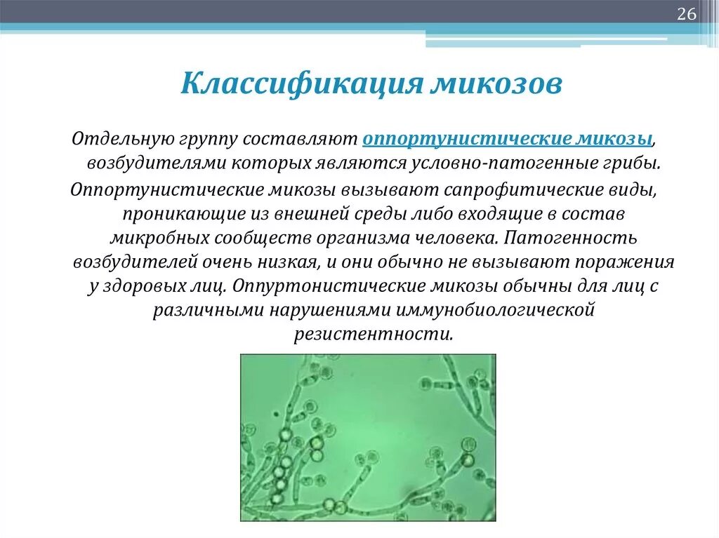 Заболевания возбудителем которых являются патогенные. Возбудители грибковых инфекций микробиология. Микозы дерматомикозы морфология. Общая характеристика возбудителей микозов микробиология. Медицинская классификация грибов микробиология.