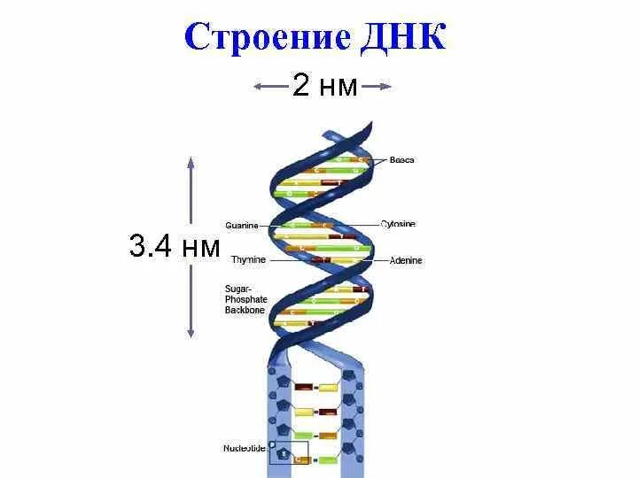 Расшифровка структуры молекулы ДНК. Нарисуйте схему строения ДНК. Расшифровка строения молекулы ДНК. Схема строения ДНК.