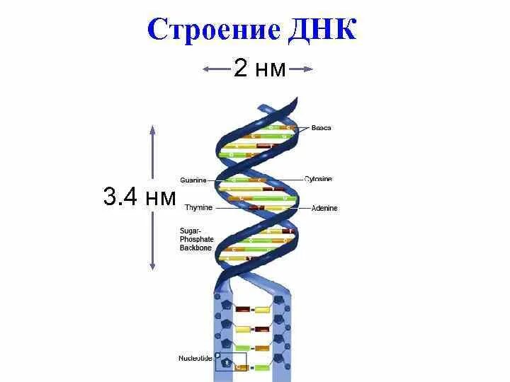 Постройте цепь рнк. Расшифровка структуры молекулы ДНК. Нарисуйте схему строения ДНК. Расшифровка строения молекулы ДНК. Схема строения ДНК.